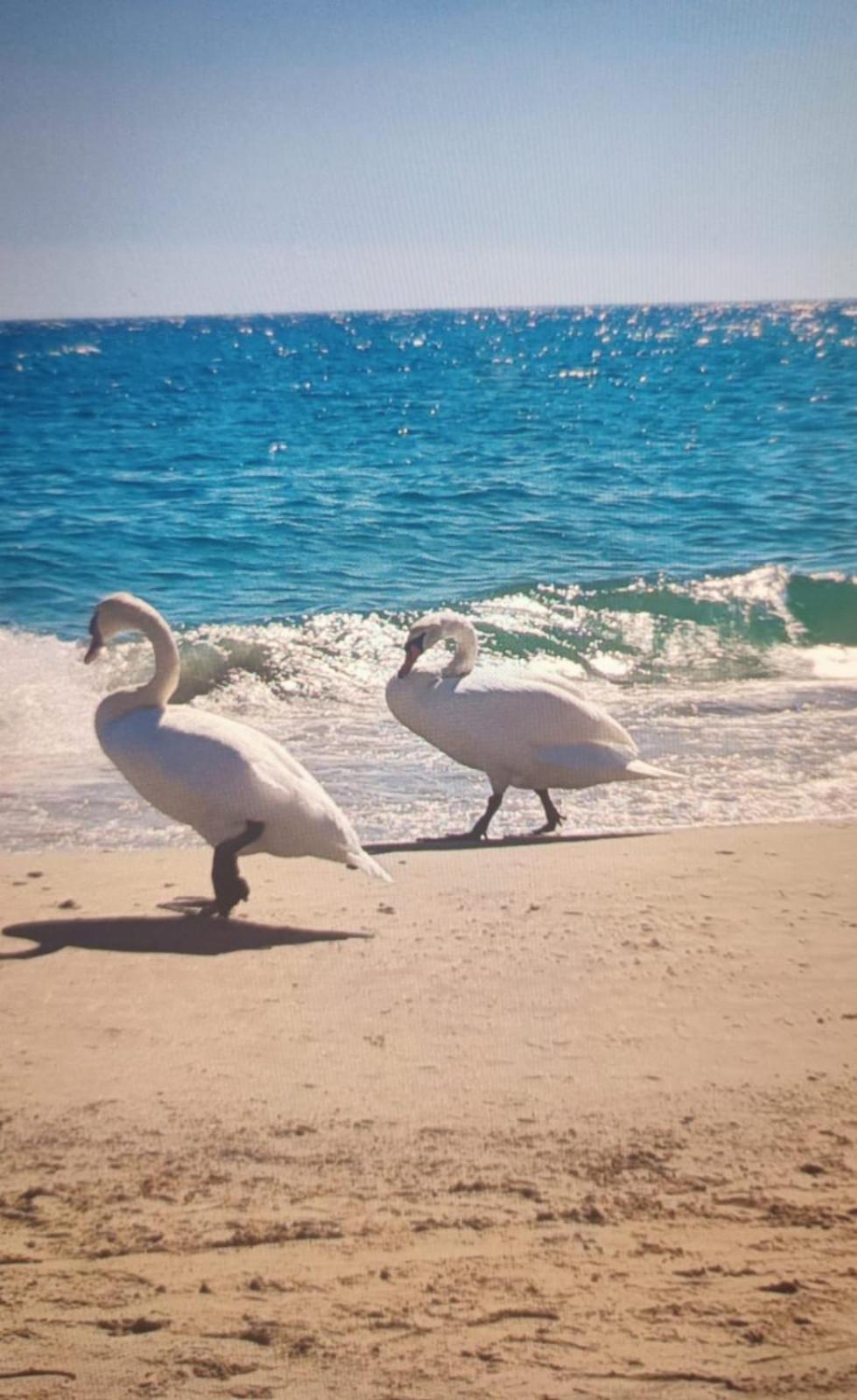 Apartmán La Dimora Di Anna Arma di Taggia Exteriér fotografie